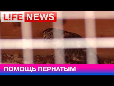 Съемочная группа LifeNews побывала в реабилитационном центре для птиц