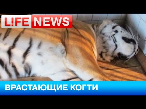 В Калининграде амурскому тигру удалили врастающие когти
