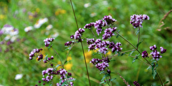 В России эту траву пинают, а в Китае она на вес золота: "Во всём виноваты бабульки"